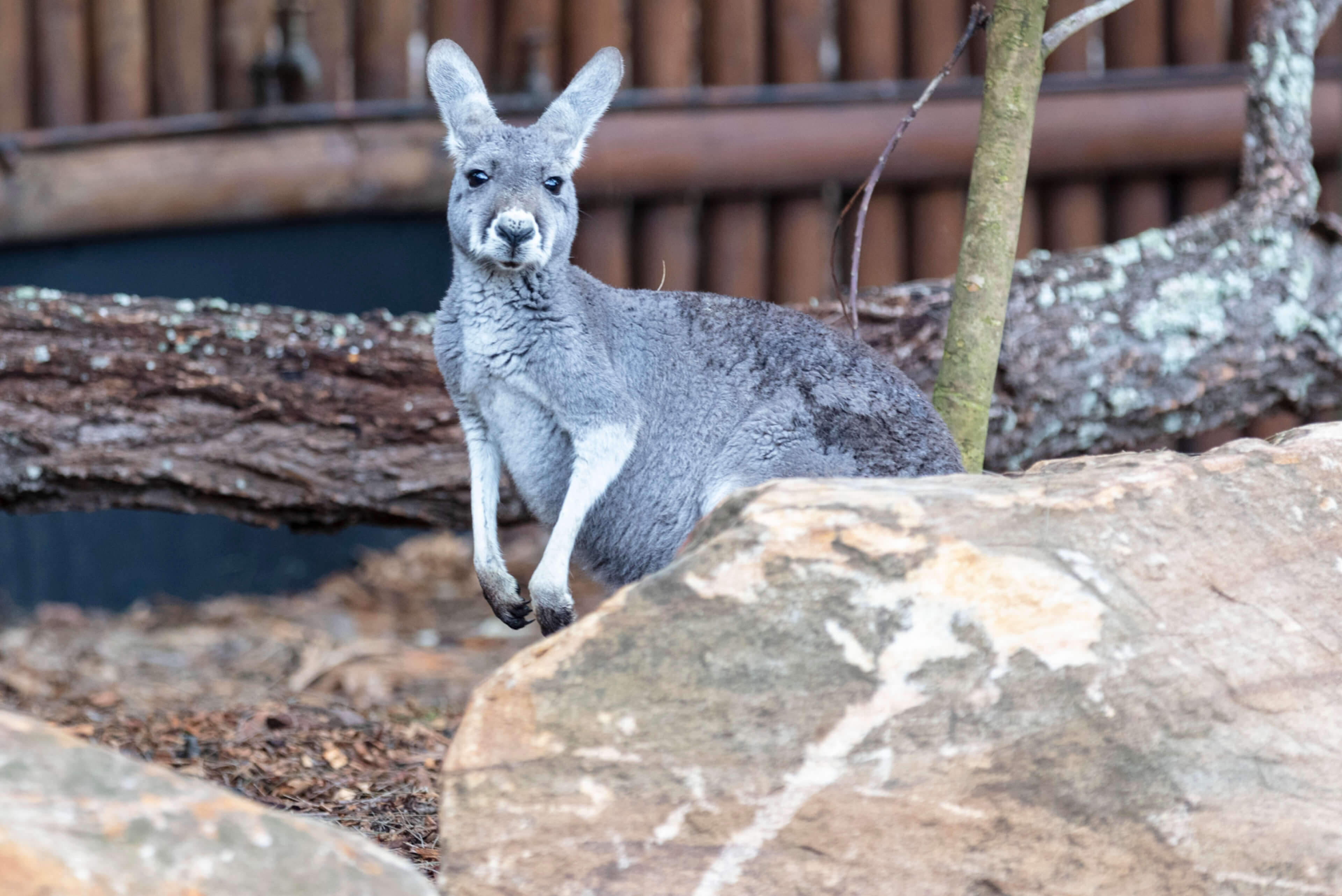 04 environment management projects taronga zoo partnership taylor construction photography